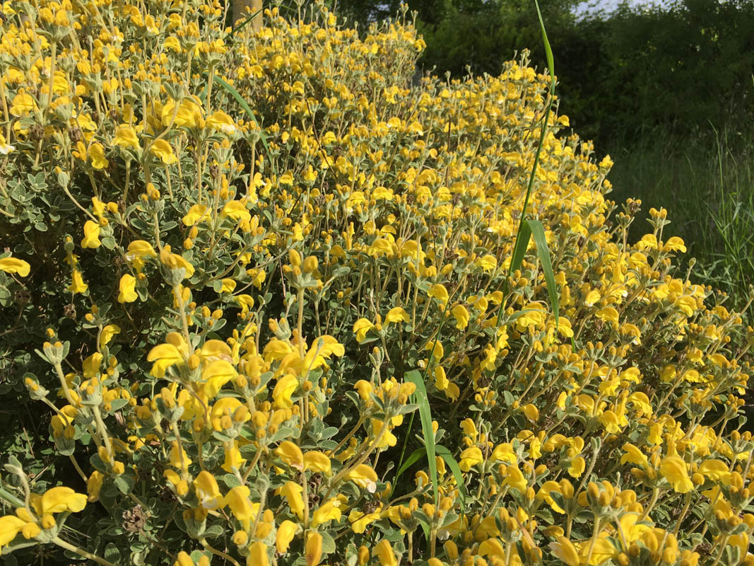 Phlomis lanata